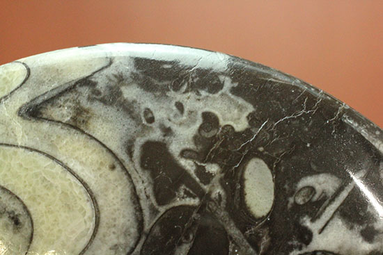ブラック×ホワイトのグラデーションカラーが美しいアンモナイト、モロッコ産ゴニアタイト化石(Goniatite)（その13）
