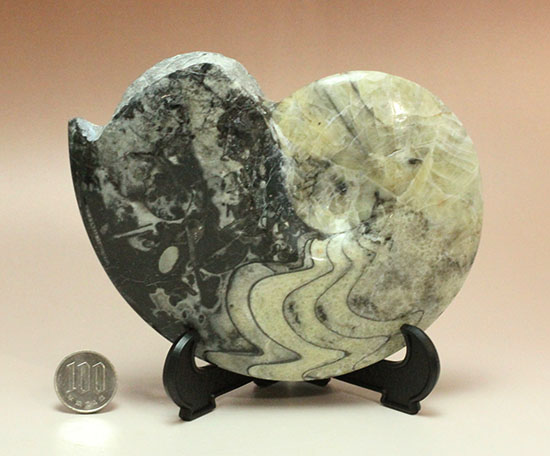 ブラック×ホワイトのグラデーションカラーが美しいアンモナイト、モロッコ産ゴニアタイト化石(Goniatite)（その18）
