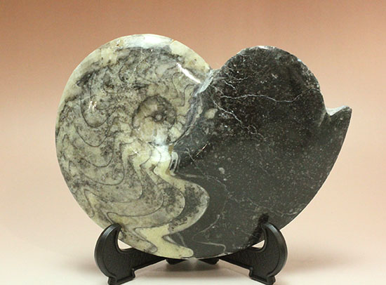 ブラック×ホワイトのグラデーションカラーが美しいアンモナイト、モロッコ産ゴニアタイト化石(Goniatite)（その2）