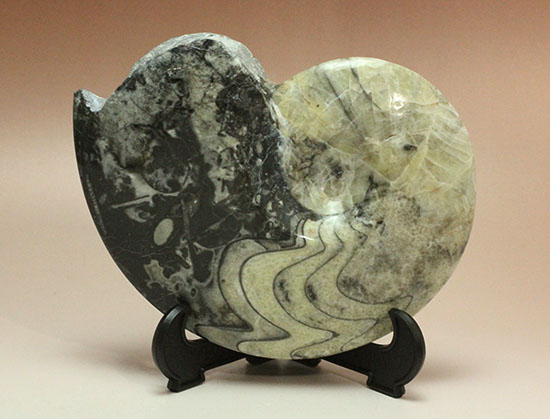 ブラック×ホワイトのグラデーションカラーが美しいアンモナイト、モロッコ産ゴニアタイト化石(Goniatite)（その3）
