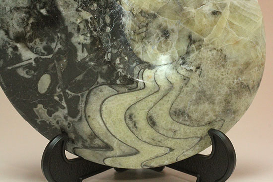 ブラック×ホワイトのグラデーションカラーが美しいアンモナイト、モロッコ産ゴニアタイト化石(Goniatite)（その4）