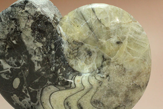 ブラック×ホワイトのグラデーションカラーが美しいアンモナイト、モロッコ産ゴニアタイト化石(Goniatite)（その6）
