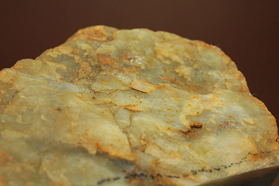 断面が見える、ジュラ紀の恐竜ウンチ化石(Coprolite)(その10)