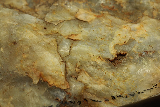 断面が見える、ジュラ紀の恐竜ウンチ化石(Coprolite)（その11）