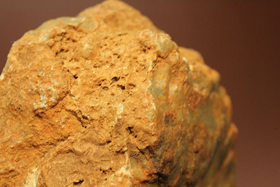 断面が見える、ジュラ紀の恐竜ウンチ化石(Coprolite)（その12）