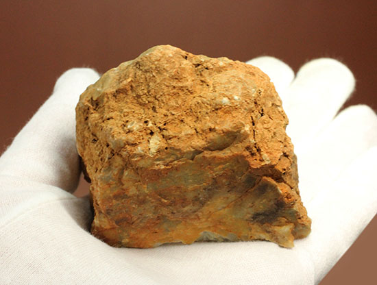 断面が見える、ジュラ紀の恐竜ウンチ化石(Coprolite)（その13）