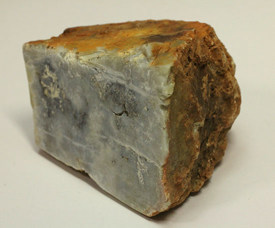 断面が見える、ジュラ紀の恐竜ウンチ化石(Coprolite)(その3)