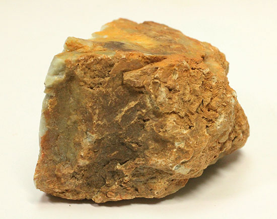 断面が見える、ジュラ紀の恐竜ウンチ化石(Coprolite)（その4）