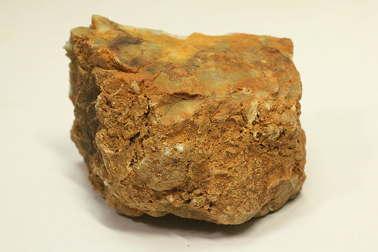 断面が見える、ジュラ紀の恐竜ウンチ化石(Coprolite)(その5)