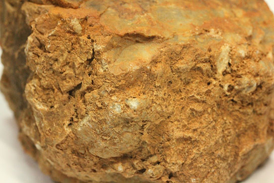 断面が見える、ジュラ紀の恐竜ウンチ化石(Coprolite)（その6）