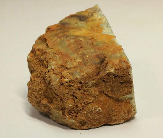 断面が見える、ジュラ紀の恐竜ウンチ化石(Coprolite)（その7）