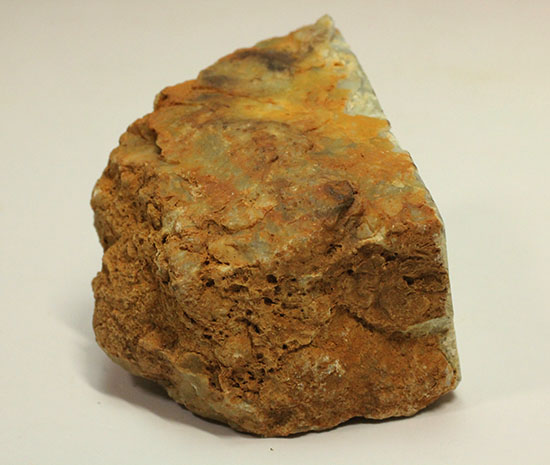 断面が見える、ジュラ紀の恐竜ウンチ化石(Coprolite)(その7)