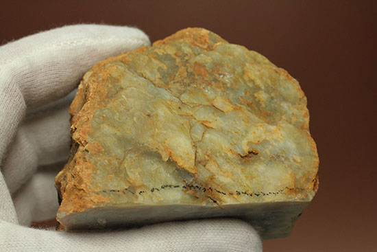 断面が見える、ジュラ紀の恐竜ウンチ化石(Coprolite)(その9)