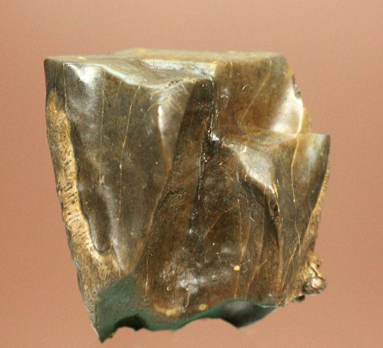 白亜紀の巨大角恐竜!トリケラトプスの歯化石(Triceratops)(その2)