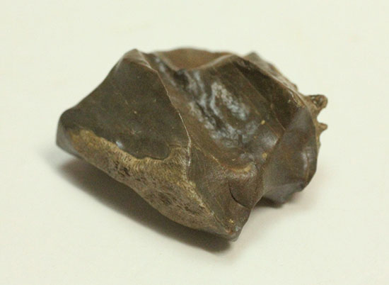 白亜紀の巨大角恐竜!トリケラトプスの歯化石(Triceratops)(その3)