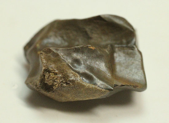 白亜紀の巨大角恐竜!トリケラトプスの歯化石(Triceratops)(その4)