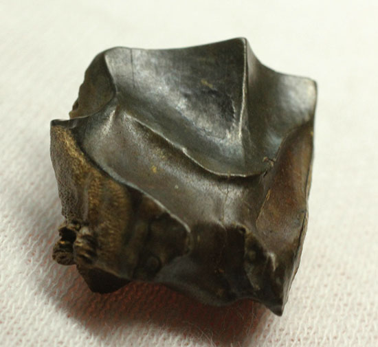 白亜紀の巨大角恐竜!トリケラトプスの歯化石(Triceratops)(その6)