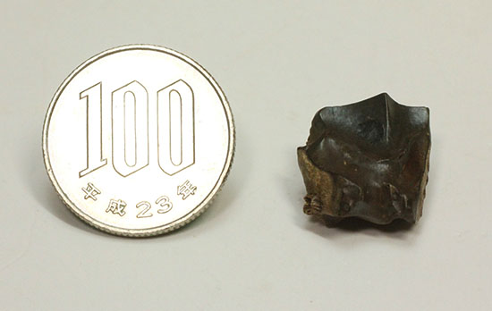 白亜紀の巨大角恐竜!トリケラトプスの歯化石(Triceratops)(その8)