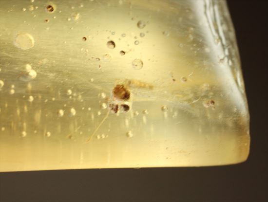 古代の虫捜索隊が出動!虫入り巨大コーパル標本(Copal)(その10)
