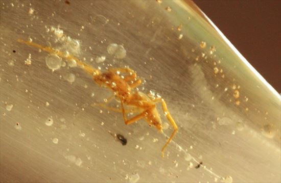 古代の虫捜索隊が出動!虫入り巨大コーパル標本(Copal)(その11)