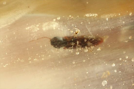 古代の虫捜索隊が出動!虫入り巨大コーパル標本(Copal)(その12)