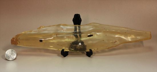 古代の虫捜索隊が出動!虫入り巨大コーパル標本(Copal)(その14)