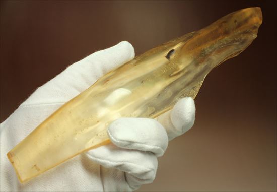 古代の虫捜索隊が出動!虫入り巨大コーパル標本(Copal)(その3)