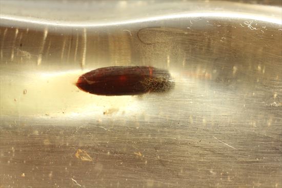 古代の虫捜索隊が出動!虫入り巨大コーパル標本(Copal)(その4)