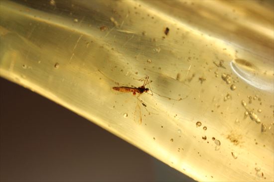 古代の虫捜索隊が出動!虫入り巨大コーパル標本(Copal)(その6)