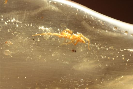 古代の虫捜索隊が出動!虫入り巨大コーパル標本(Copal)(その8)
