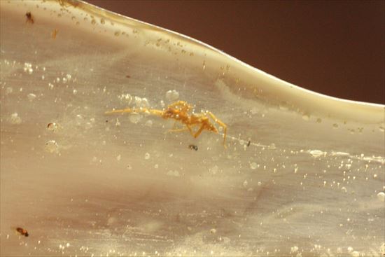 古代の虫捜索隊が出動!虫入り巨大コーパル標本(Copal)(その9)