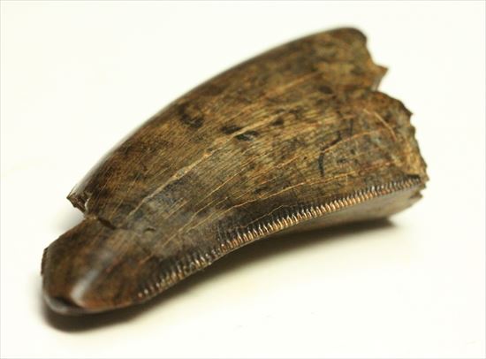 厚み、セレーション、エナメル、カラー、漂う王者の風格。ティラノサウルスの歯化石(Tyrannosaurus)(その1)