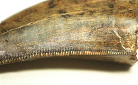 厚み、セレーション、エナメル、カラー、漂う王者の風格。ティラノサウルスの歯化石(Tyrannosaurus)(その2)