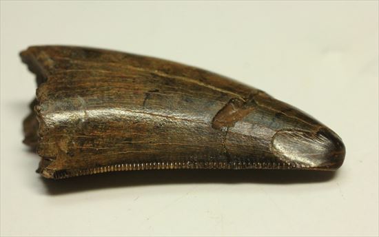 厚み、セレーション、エナメル、カラー、漂う王者の風格。ティラノサウルスの歯化石(Tyrannosaurus)(その3)