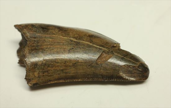 厚み、セレーション、エナメル、カラー、漂う王者の風格。ティラノサウルスの歯化石(Tyrannosaurus)(その5)