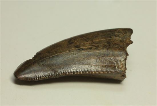厚み、セレーション、エナメル、カラー、漂う王者の風格。ティラノサウルスの歯化石(Tyrannosaurus)(その6)