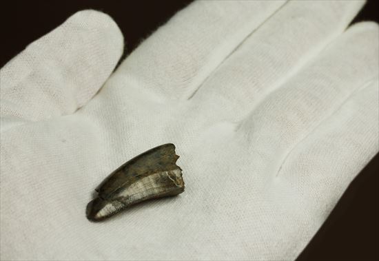 厚み、セレーション、エナメル、カラー、漂う王者の風格。ティラノサウルスの歯化石(Tyrannosaurus)(その7)
