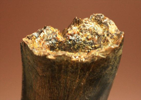 厚み、セレーション、エナメル、カラー、漂う王者の風格。ティラノサウルスの歯化石(Tyrannosaurus)(その8)