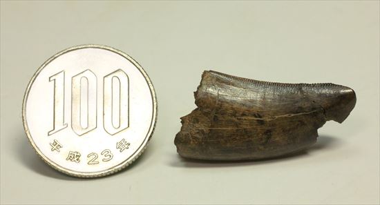 厚み、セレーション、エナメル、カラー、漂う王者の風格。ティラノサウルスの歯化石(Tyrannosaurus)(その9)