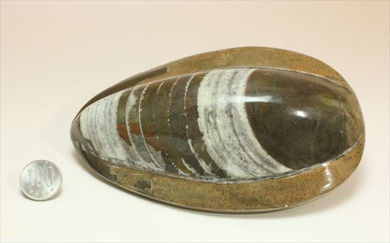 古代の頭足類。のっぺり美しい!オルソセラスの仲間化石(その6)