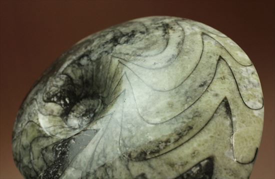 丁寧にポリッシュ！両面で表情の異なるホワイト×ブラックの初期型アンモナイト、ゴニアタイト化石(Goniatite)（その1）