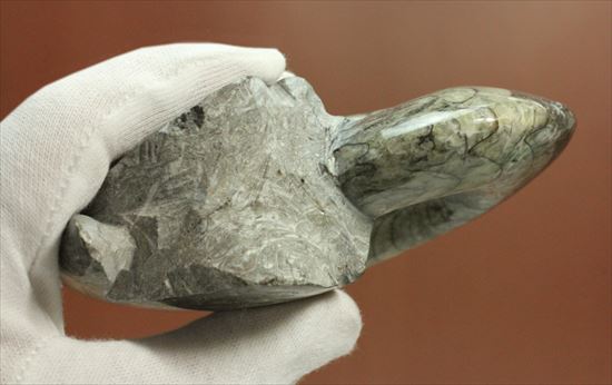 丁寧にポリッシュ！両面で表情の異なるホワイト×ブラックの初期型アンモナイト、ゴニアタイト化石(Goniatite)（その11）