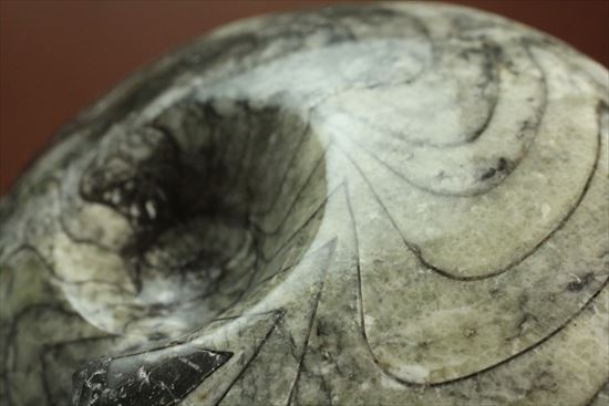 丁寧にポリッシュ！両面で表情の異なるホワイト×ブラックの初期型アンモナイト、ゴニアタイト化石(Goniatite)（その2）