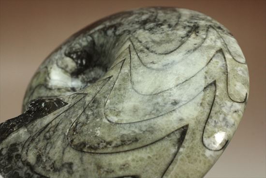 丁寧にポリッシュ！両面で表情の異なるホワイト×ブラックの初期型アンモナイト、ゴニアタイト化石(Goniatite)（その9）