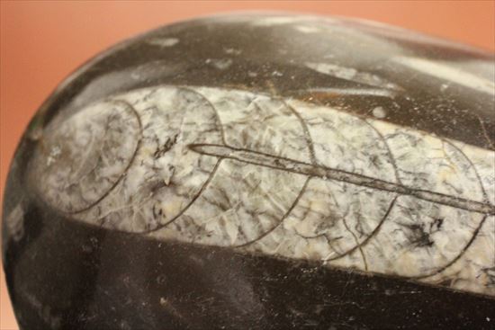 大きく立派なオルソセラスが見られるプレート化石（その2）
