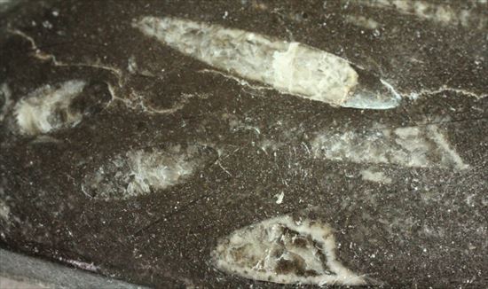 大きく立派なオルソセラスが見られるプレート化石（その4）