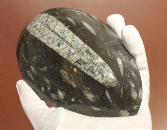 大きく立派なオルソセラスが見られるプレート化石（その5）