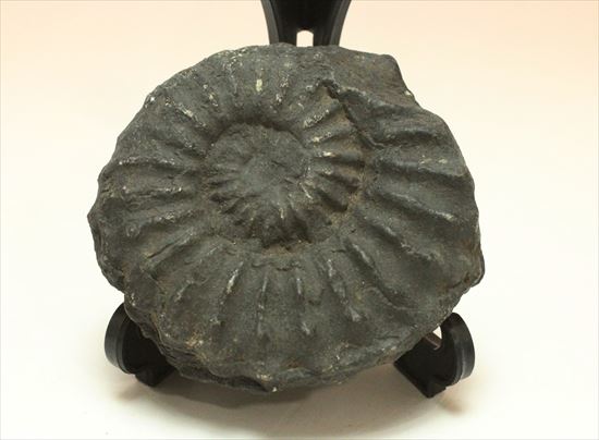 個性的なブラックアンモナイト アンモナイト 販売