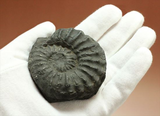 個性的なブラックアンモナイト アンモナイト 販売