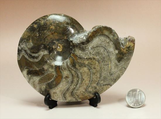 ゴニアタイトアンモナイト 欠けるところのないフォルム、珍しいシックなブラウンカラーに包